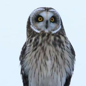 Meet your Posher, Shelly